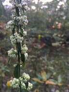 Image of white goldenrod