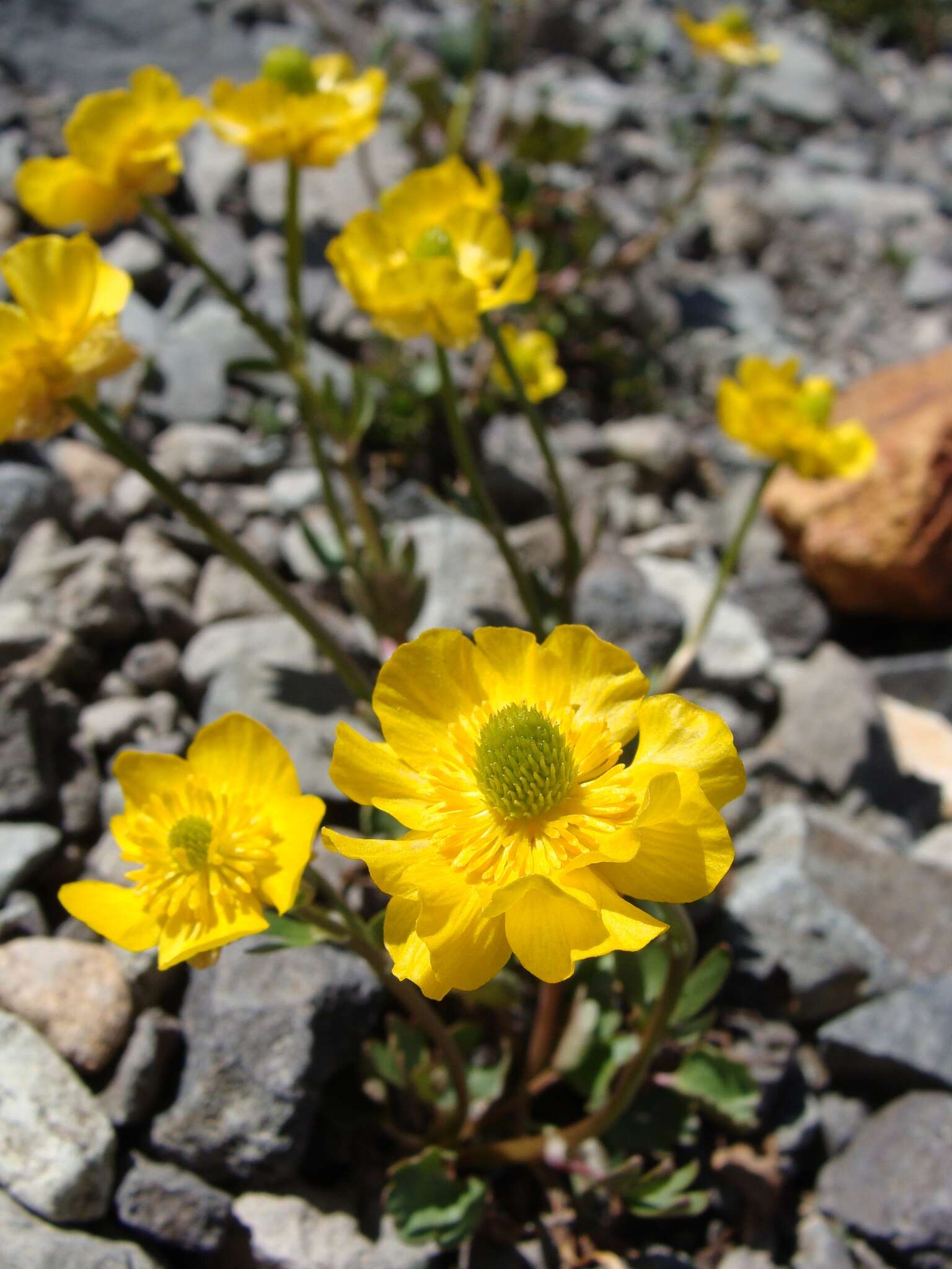 Image of Eschscholtz's buttercup