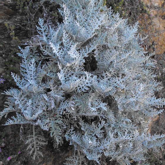 Image of woolly sunflower