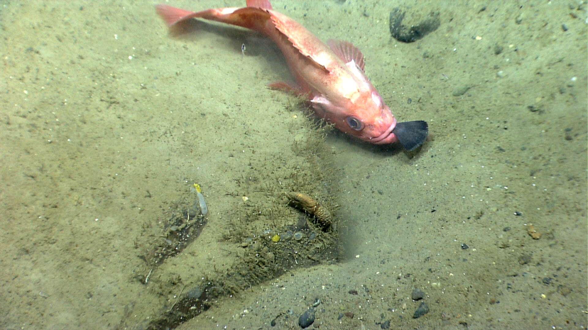 Image of Blackbelly Rosefish