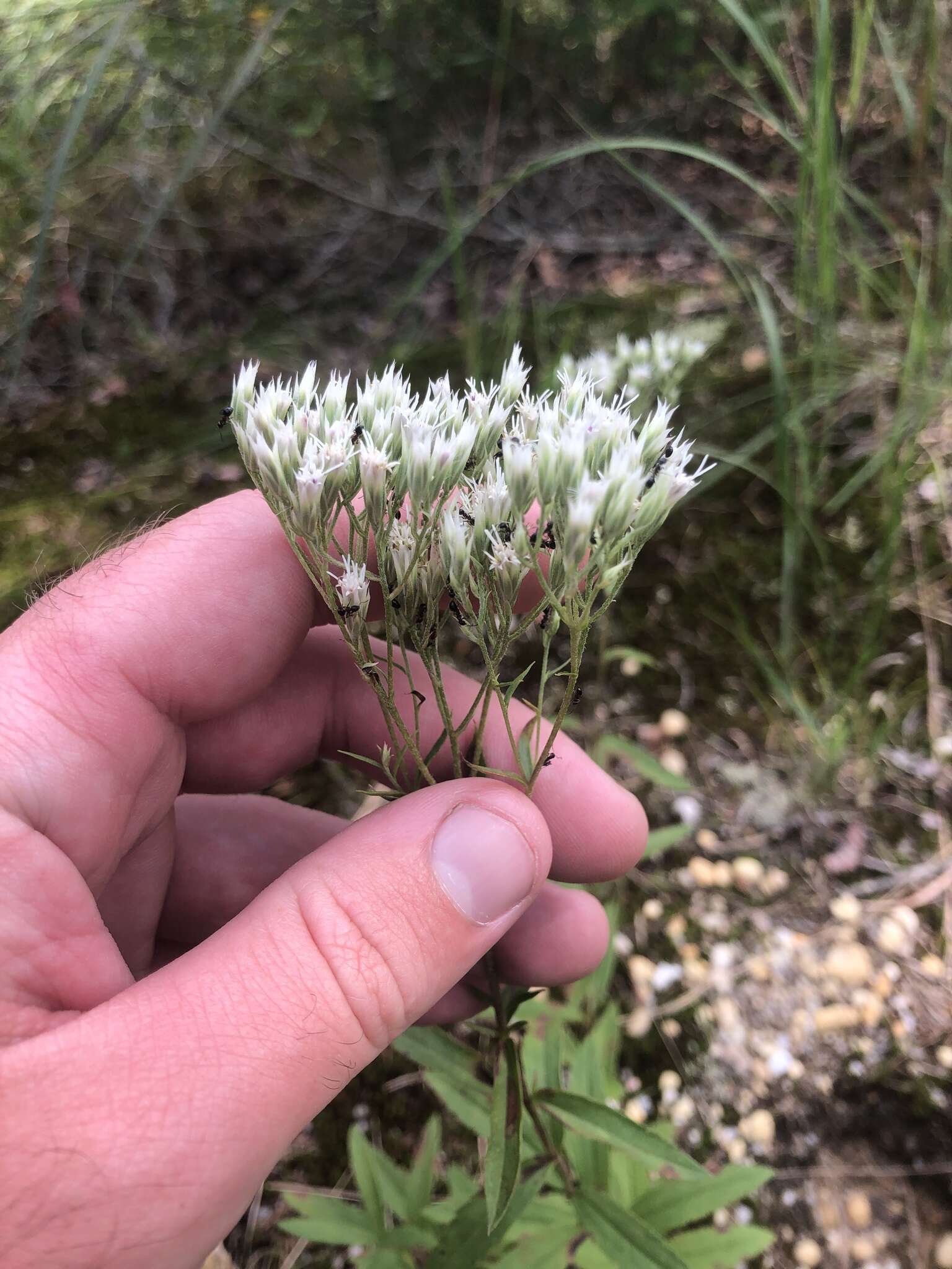 Eupatorium subvenosum (A. Gray) E. E. Schill.的圖片