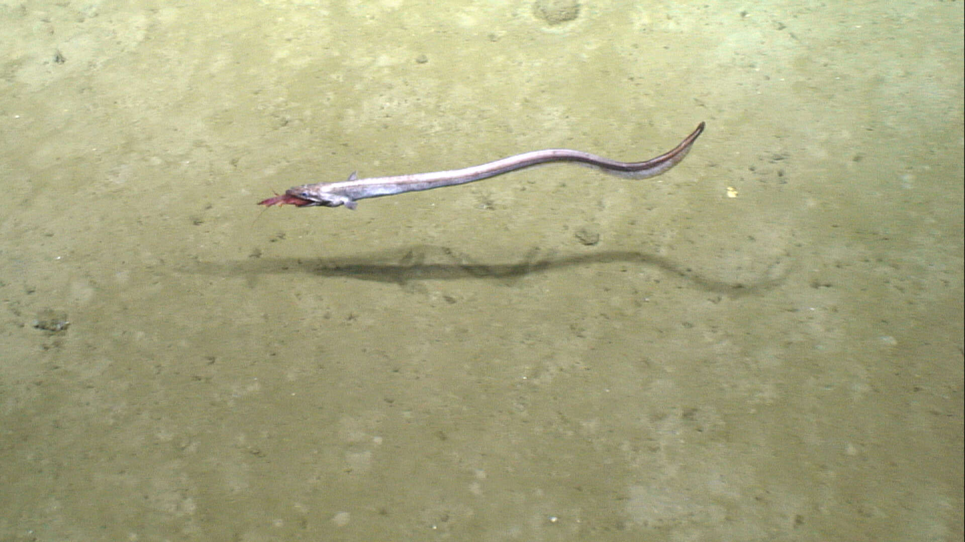 Image of cutthroat eels