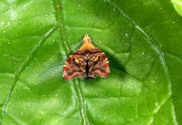 Image of Choreutis sexfasciella Sauber 1902