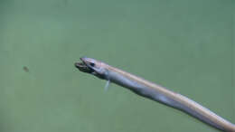 Image of cutthroat eels