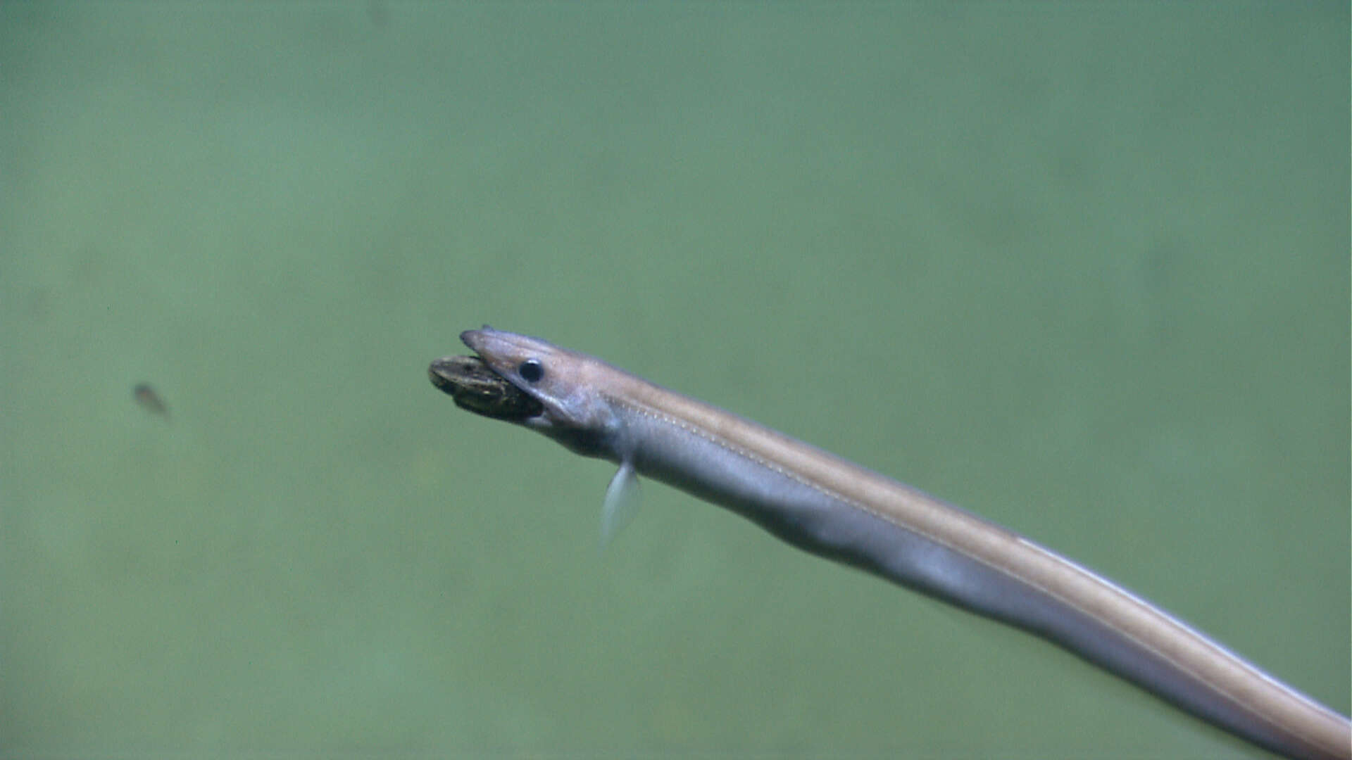 Image of cutthroat eels