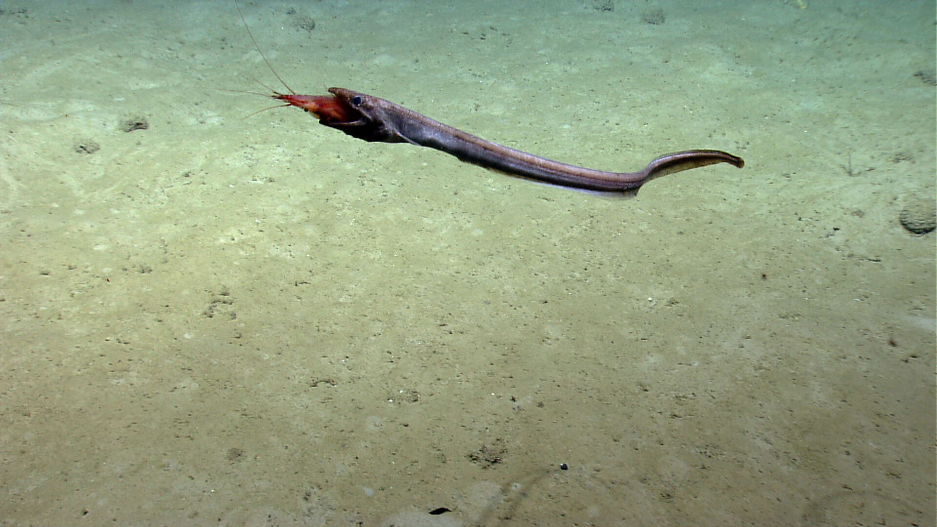 Image of cutthroat eels