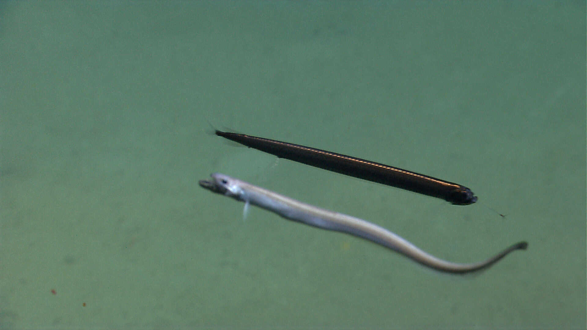 Image of cutthroat eels