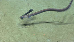 Image of cutthroat eels