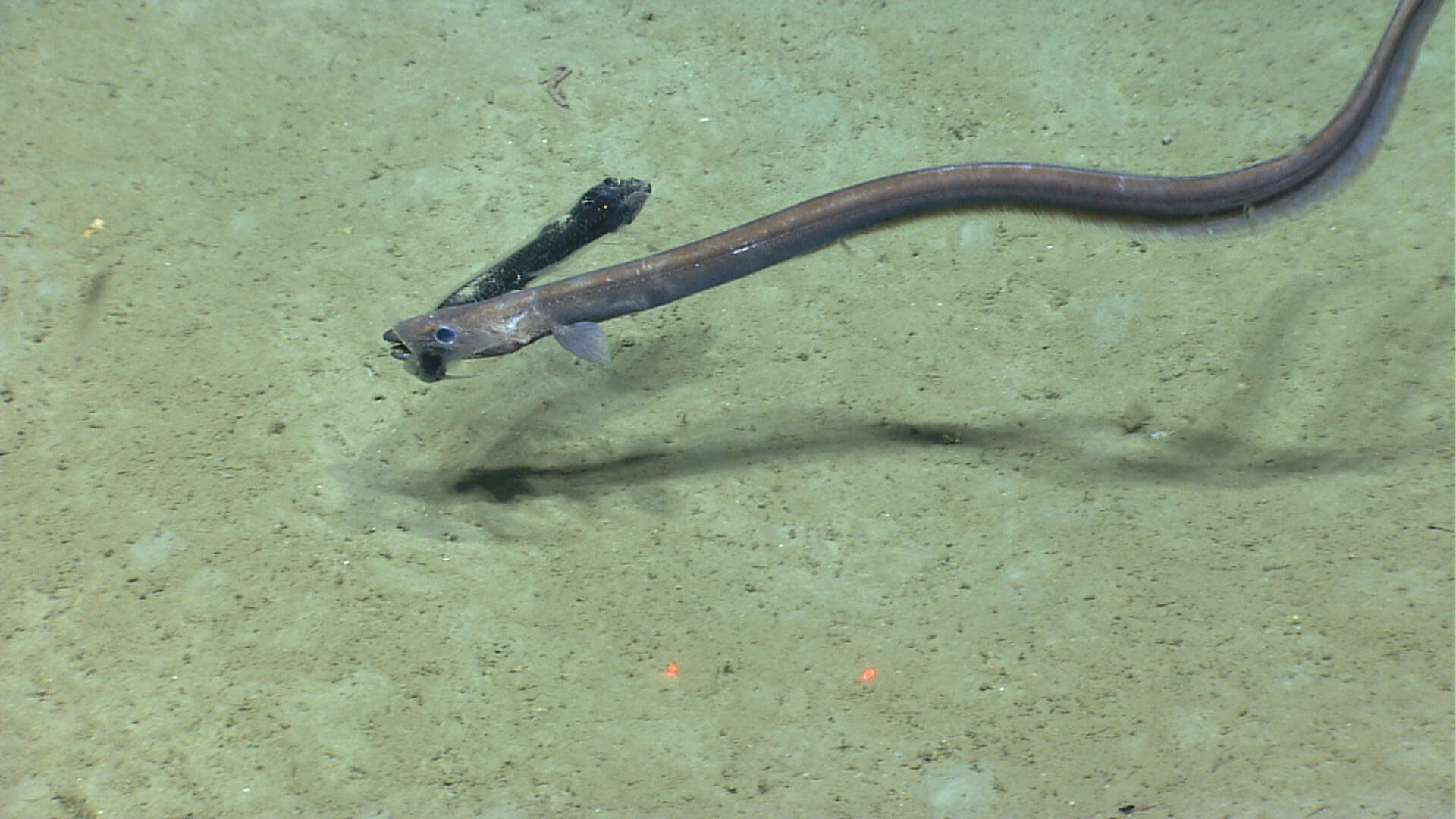 Image of cutthroat eels