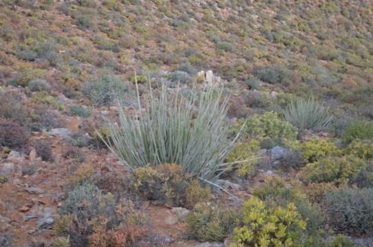 Image of Euphorbia dregeana E. Mey. ex Boiss.