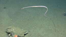 Image of snipe eels