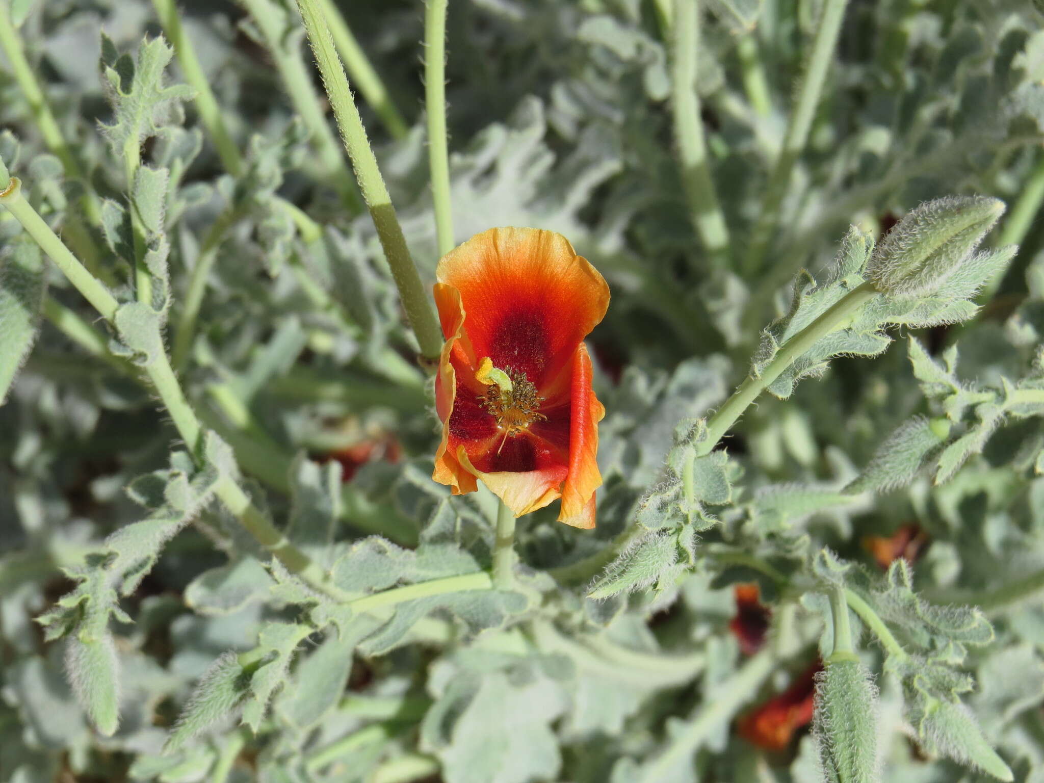 Image of Glaucium arabicum Fresen.