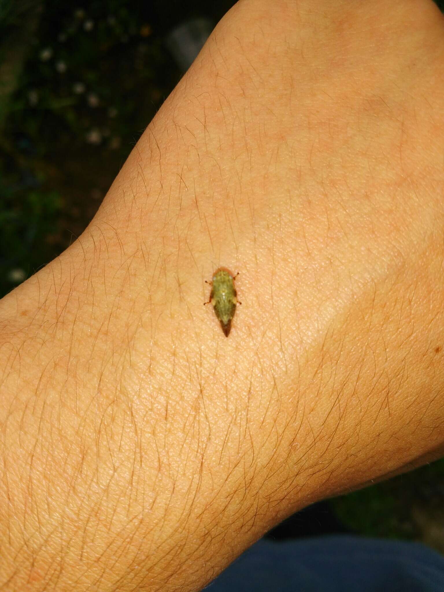 Image of European Alder Spittlebug