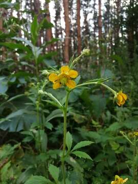 Image of Geum meinshausenii Gams.