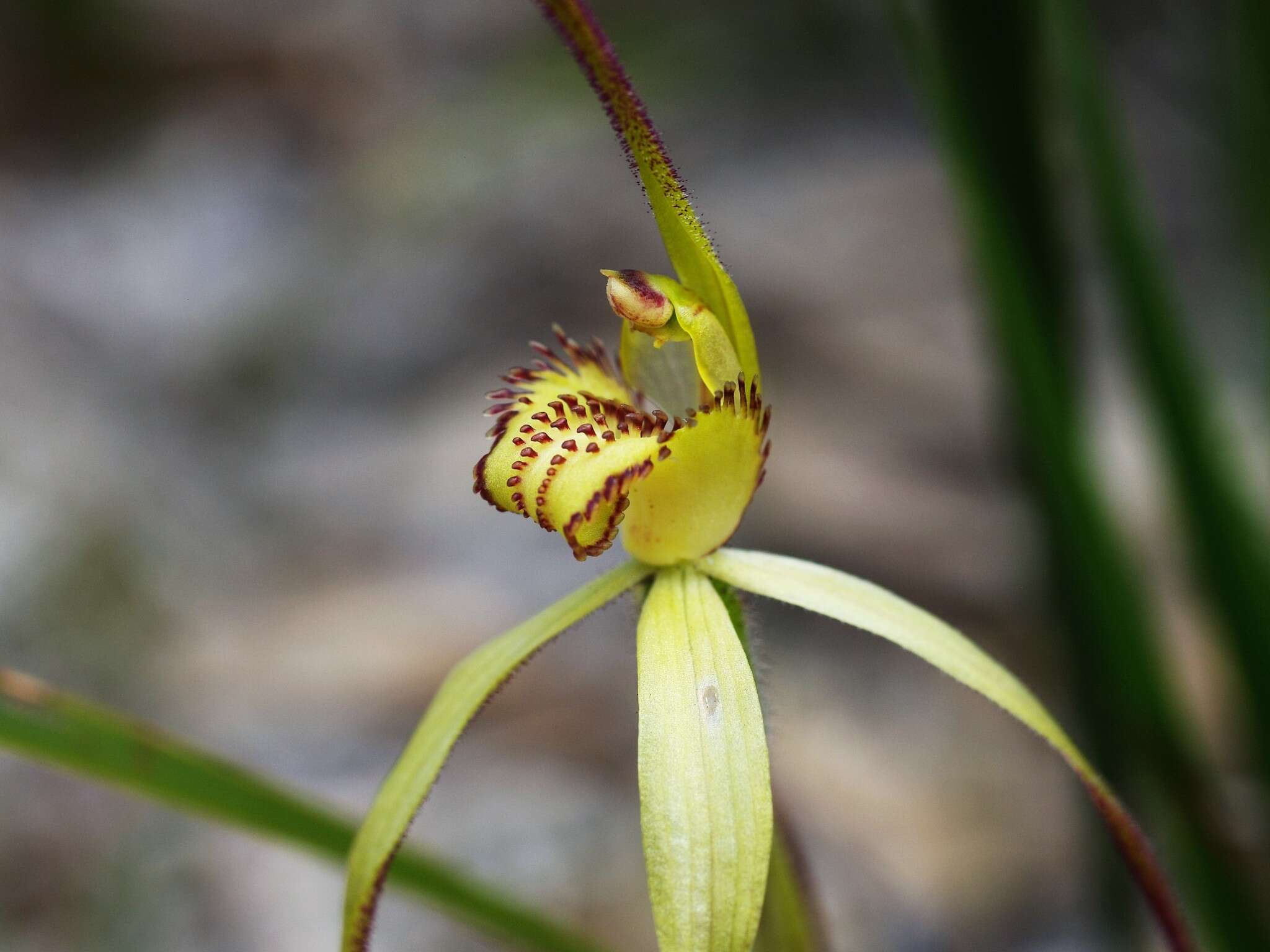 Image of Eastern spider orchid