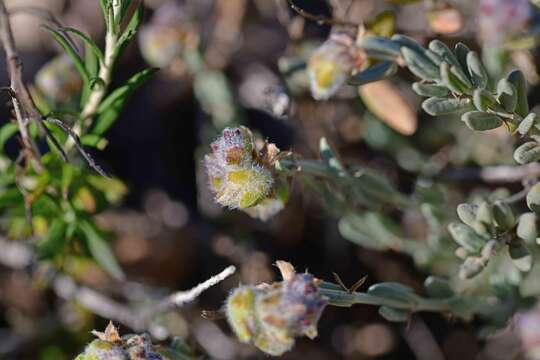 Helianthemum caput-felis Boiss. resmi