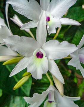 Image of pale laelia