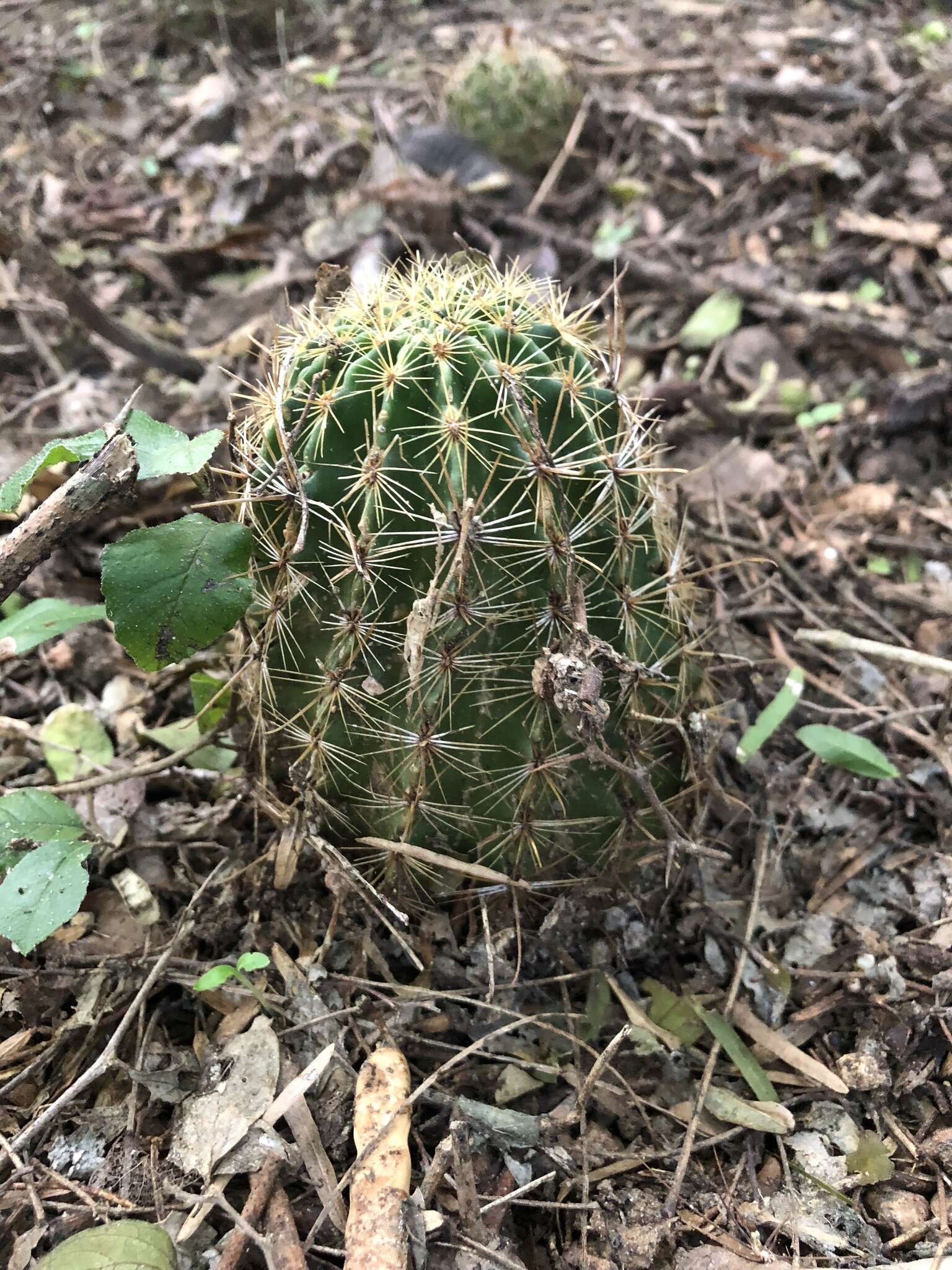 Image of <i>Hamatocactus setispinus</i>