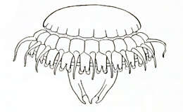 Image of Wyville's crownjelly