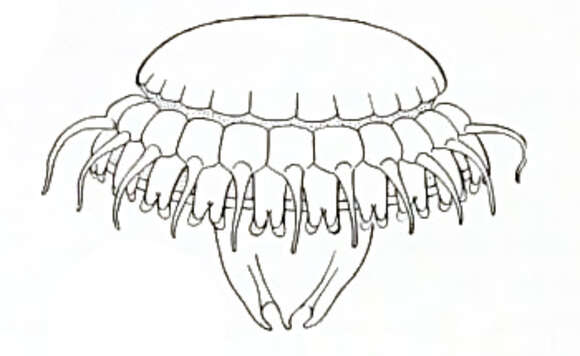 Image of Wyville's crownjelly