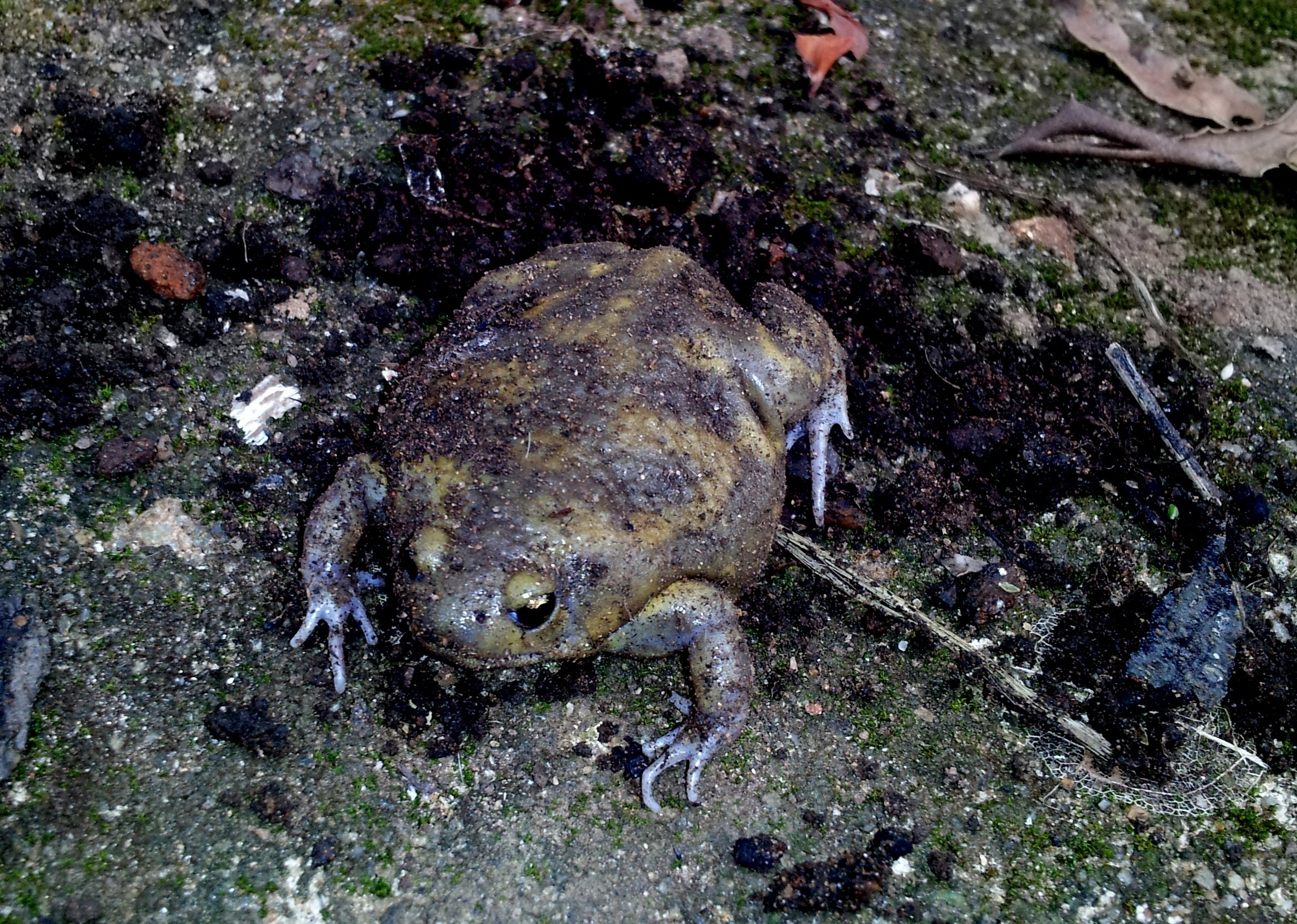 Image of Globular Frog