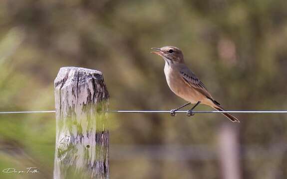 Image of Lesser Shrike-Tyrant