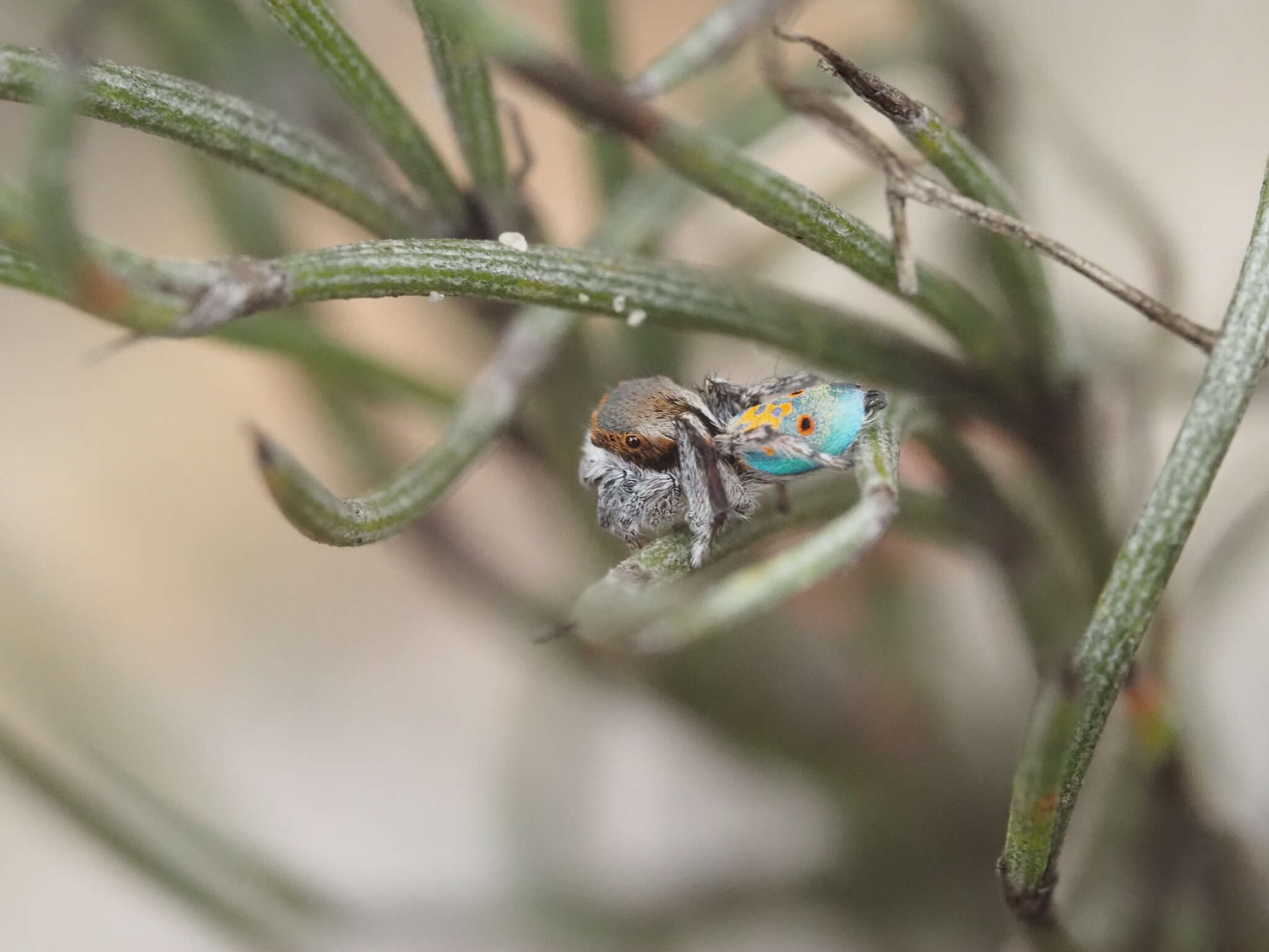 Image of Maratus vultus Otto & Hill 2016