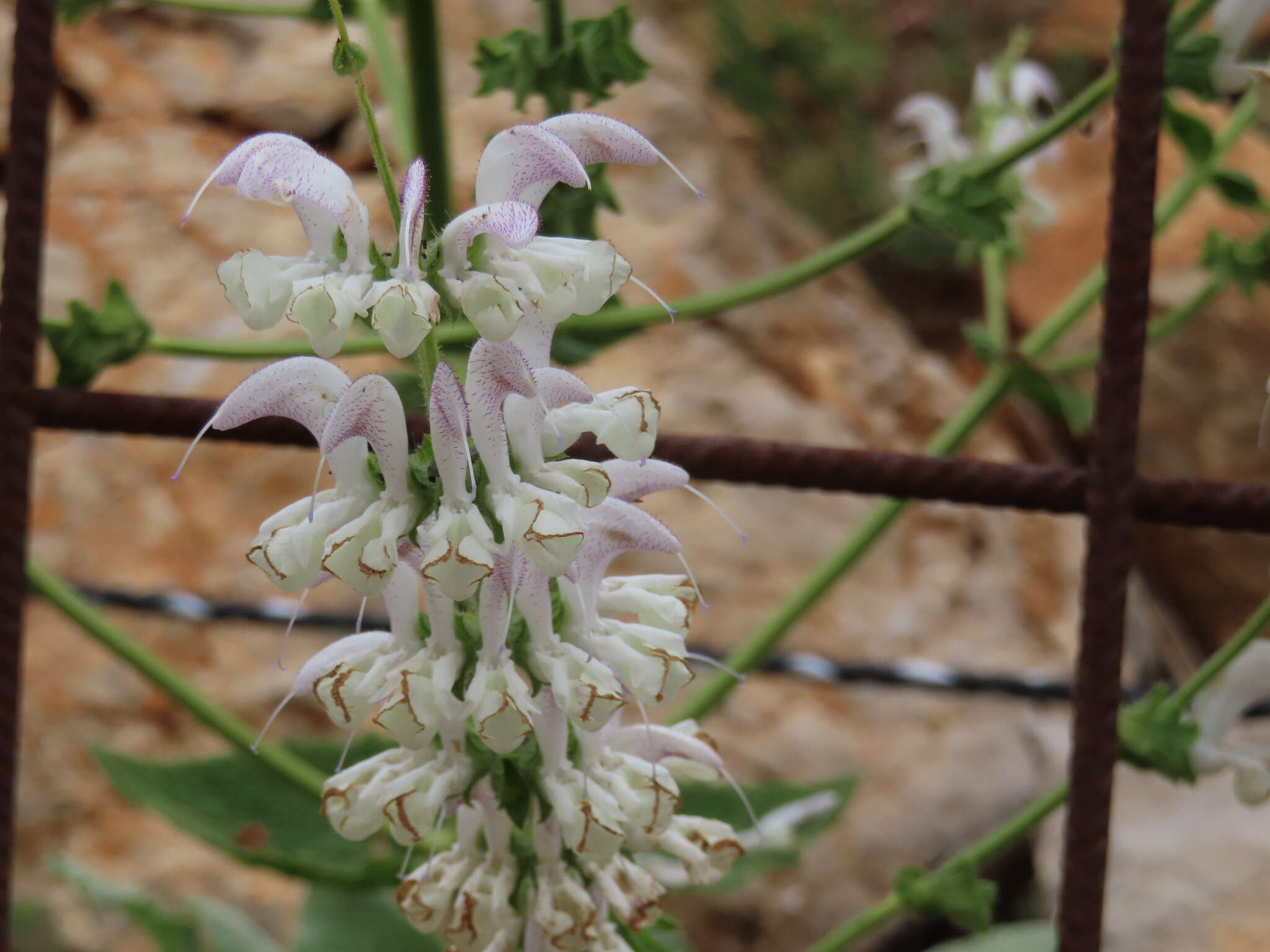 Imagem de Salvia microstegia Boiss. & Balansa