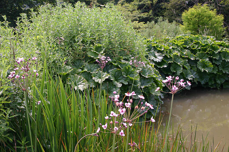 Image of flowering rush family