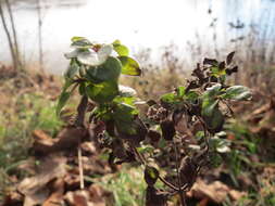 Image of oregano