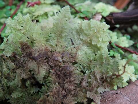 Image of Trichocolea mollissima (Hook. fil. & Taylor) Gottsche