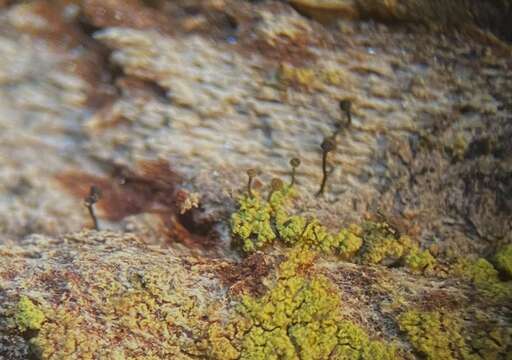 Image of needle lichen