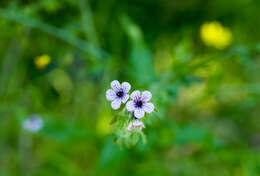 Image of blue hound's tongue