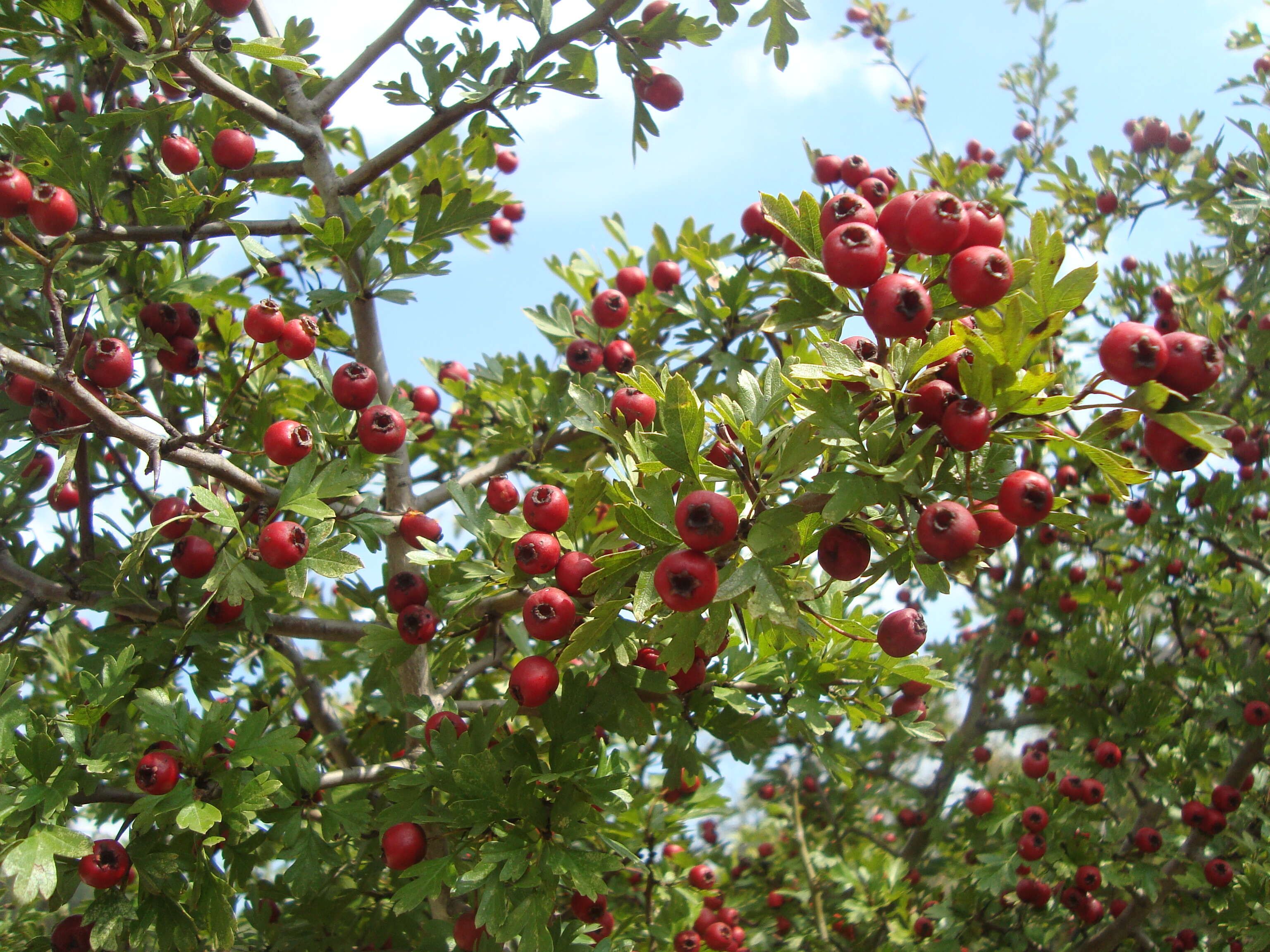 Image of Common Hawthorn