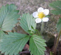 Image of woodland strawberry