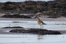 Image of Rufous-chested Dotterel