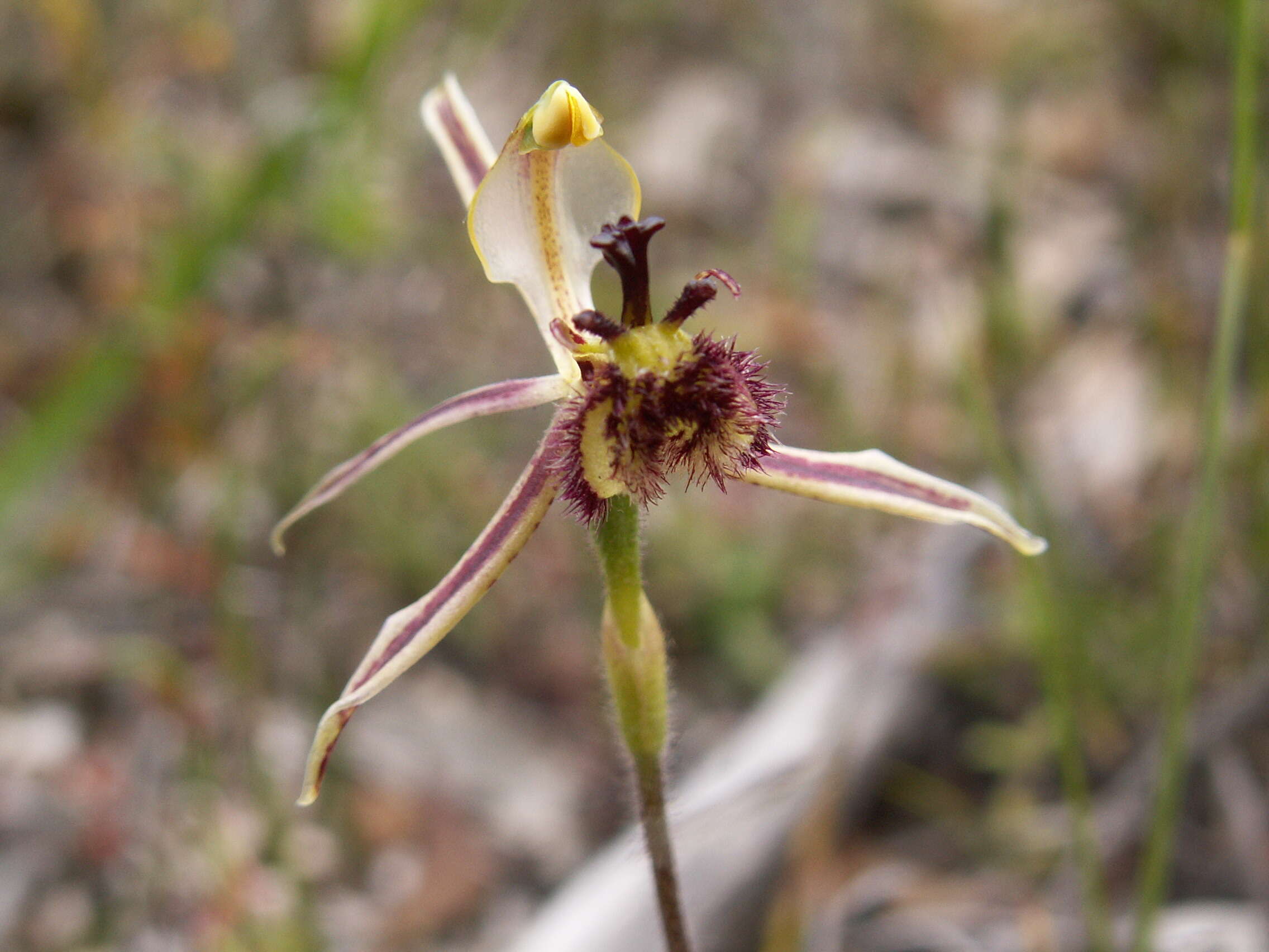 Image of Common dragon orchid