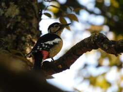 Image of Himalayan Woodpecker