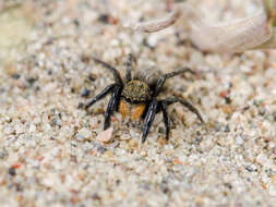 Image of Euophrys uralensis Logunov, Cutler & Marusik 1993