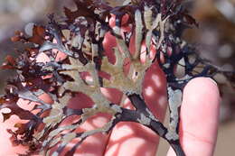 Image of Hairy bryozoan