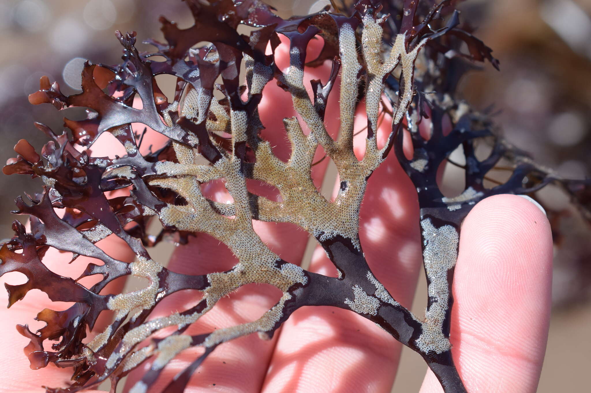 Image of Hairy bryozoan