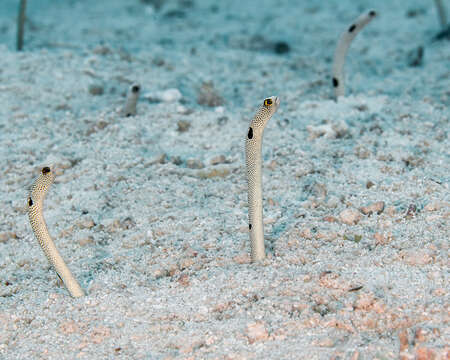 Image of Black spotted garden eel