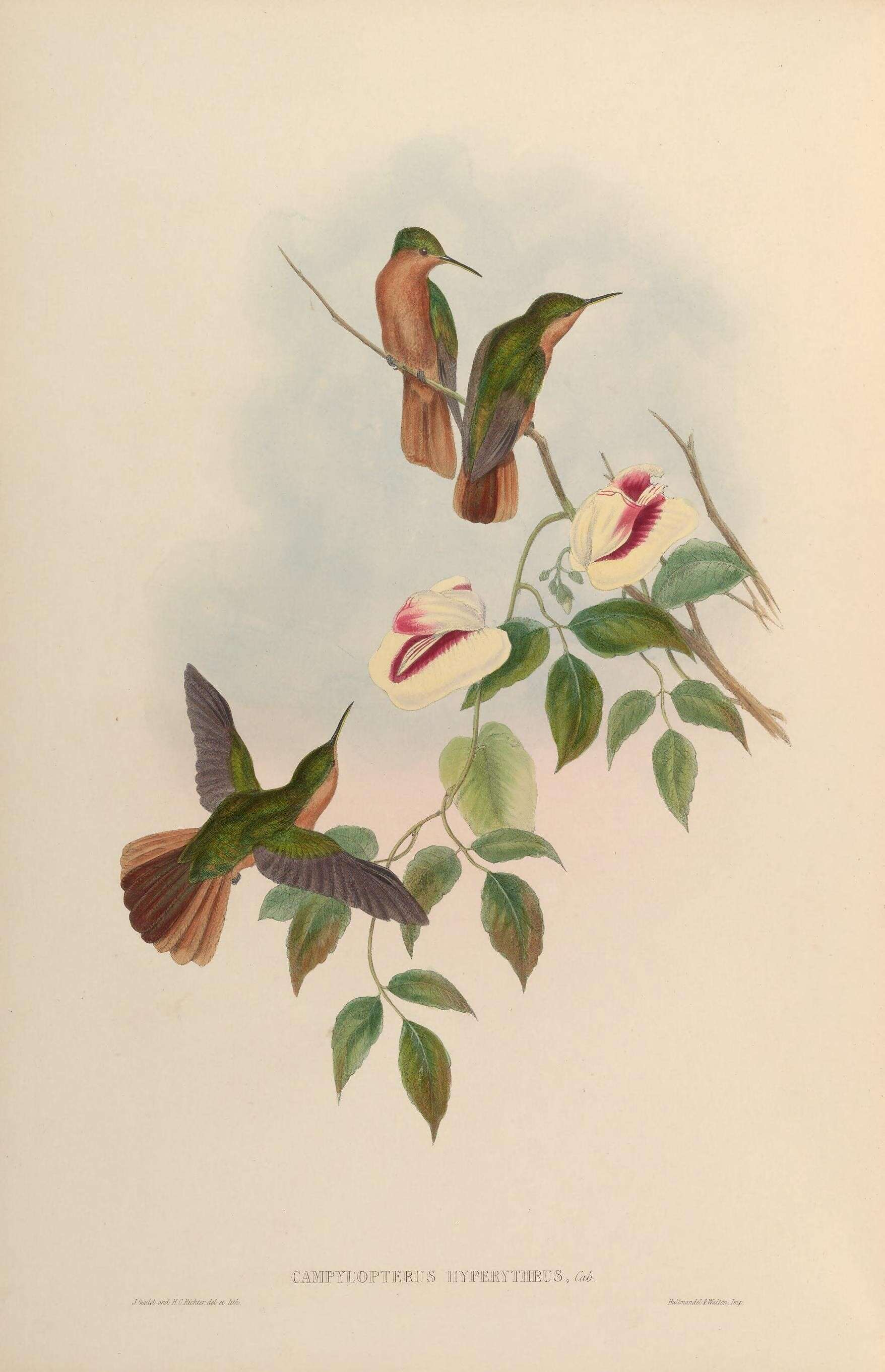 Image of Rufous-breasted Sabrewing