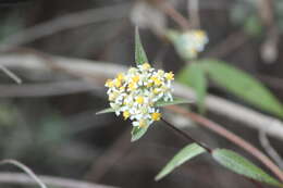 Image de Alloispermum integrifolium (DC.) H. Rob.