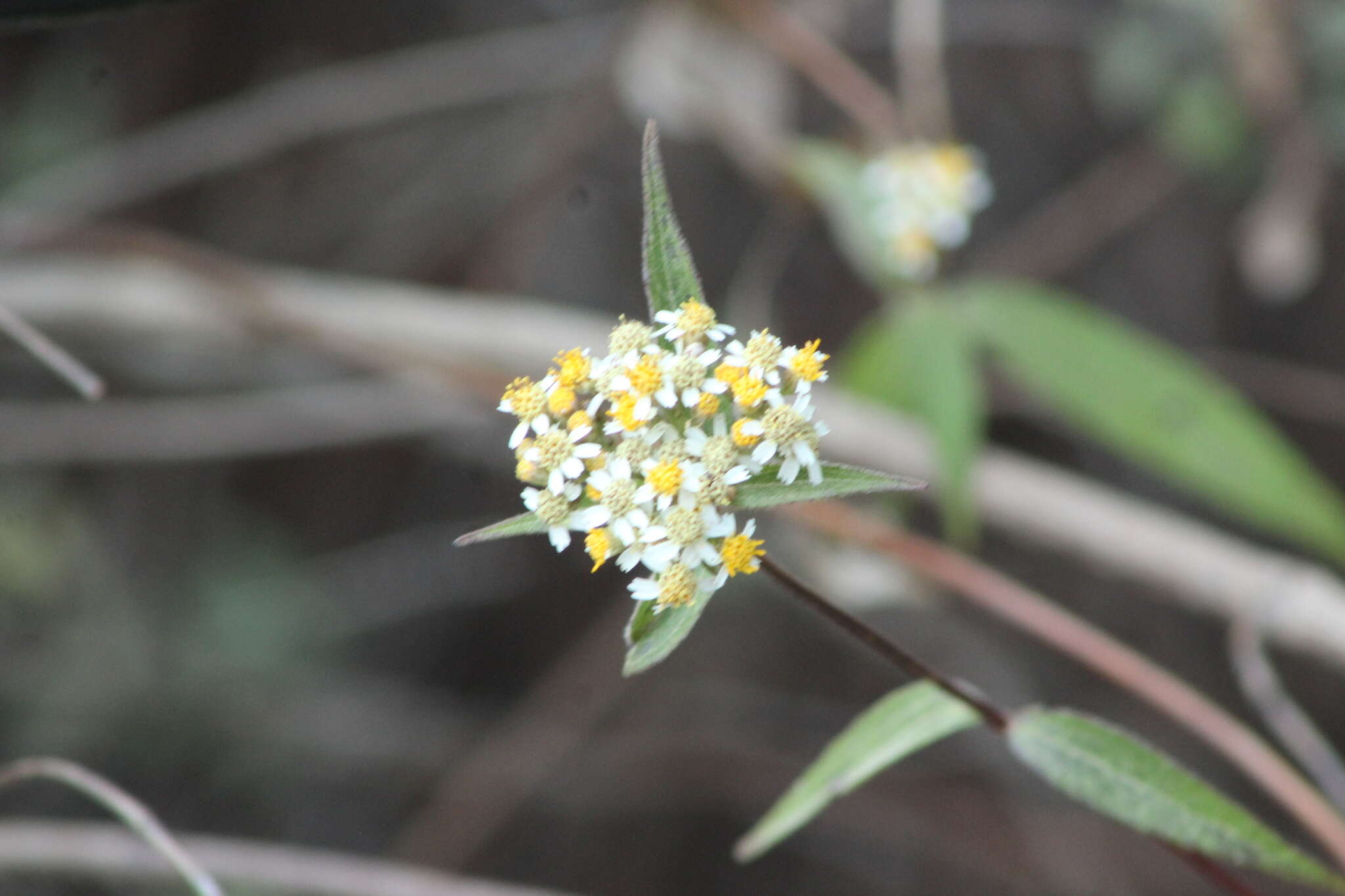 Image de Alloispermum integrifolium (DC.) H. Rob.