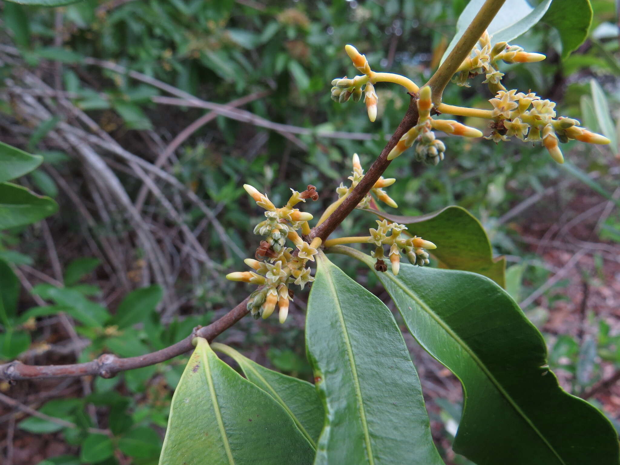 Image of Alyxia spicata R. Br.