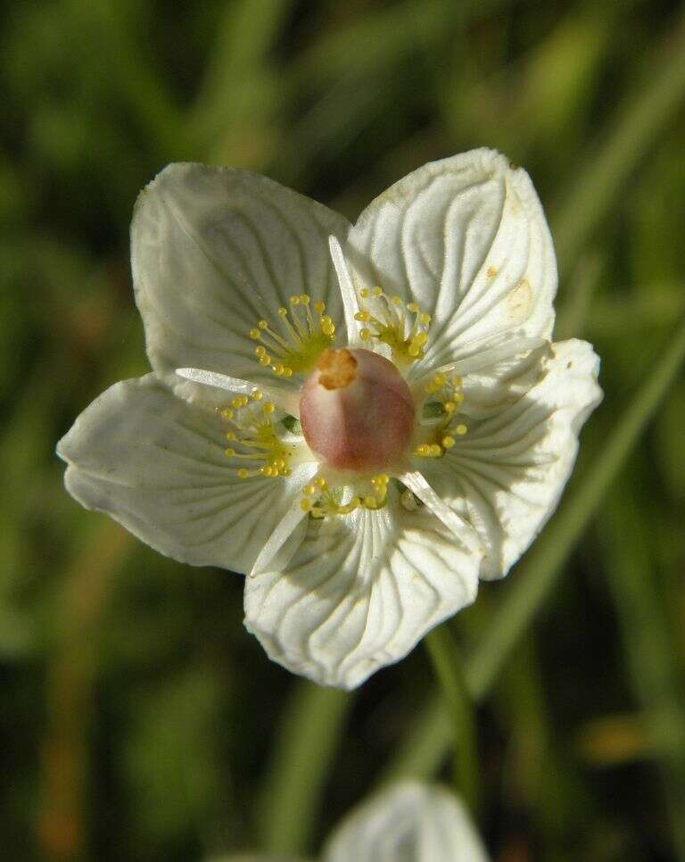 Image de Parnassie des Marais