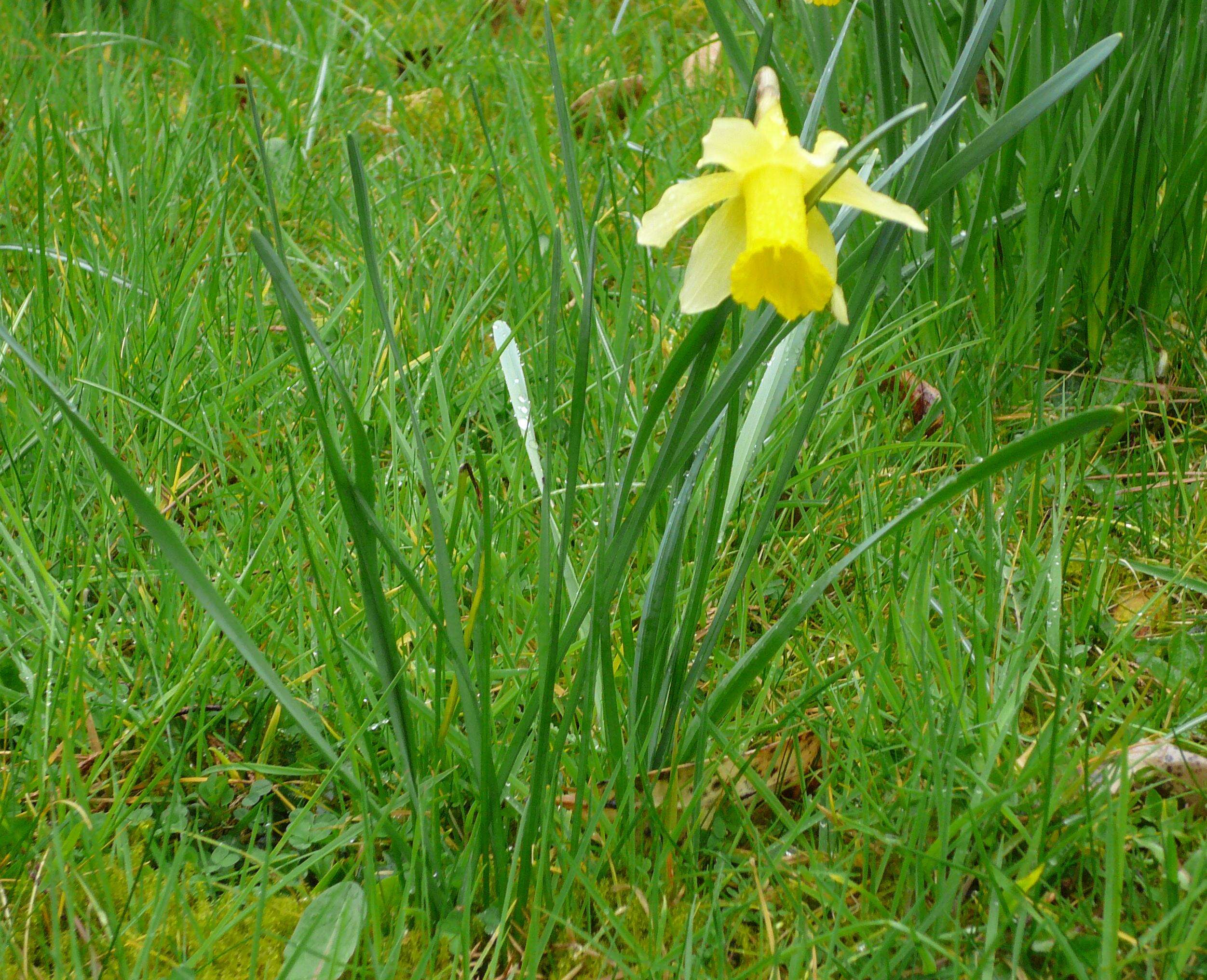 Image of daffodil