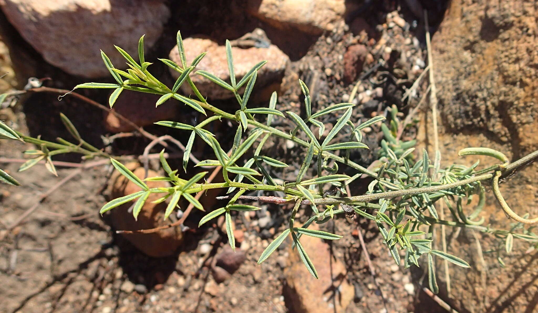 Image of Searsia rosmarinifolia (Vahl) F. A. Barkley