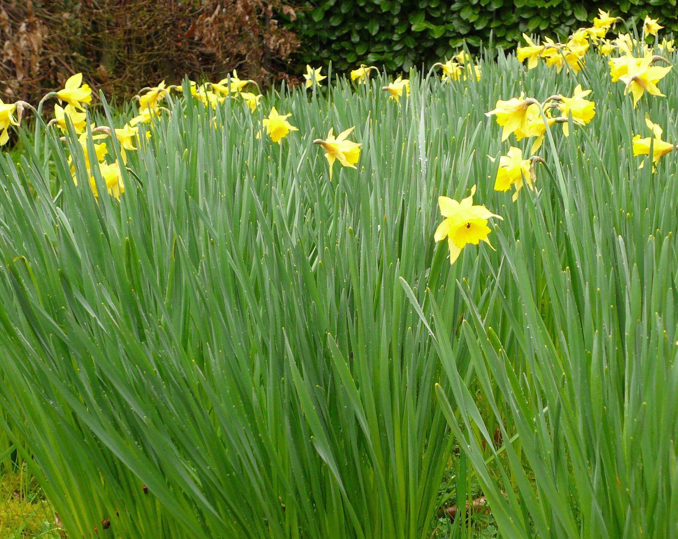 Image of Narcissus pseudonarcissus subsp. major (Curtis) Baker